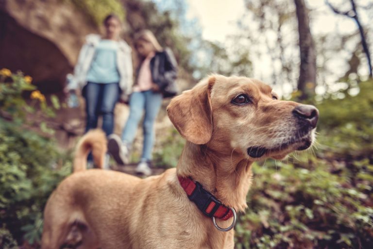 DogFriendly Palos Verdes Trails The Stephen Haw Group