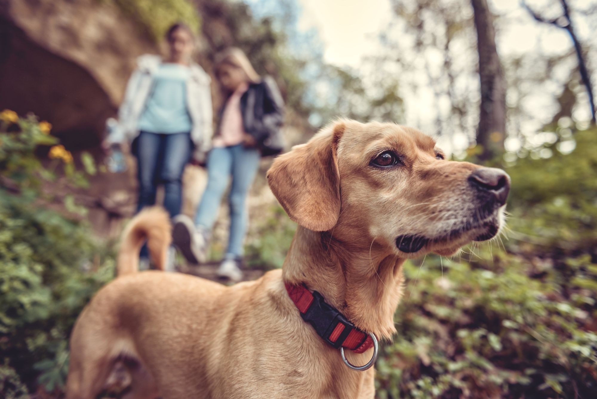 Cute dog on a hiking trail