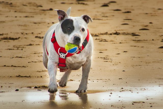 pexels raybilcliff 7366760